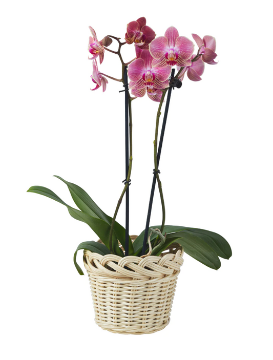 Braided Orchid Basket